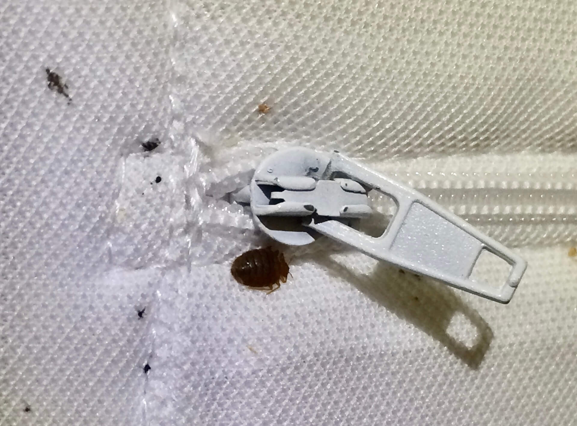 bedbugs infestation bedbugs infestation