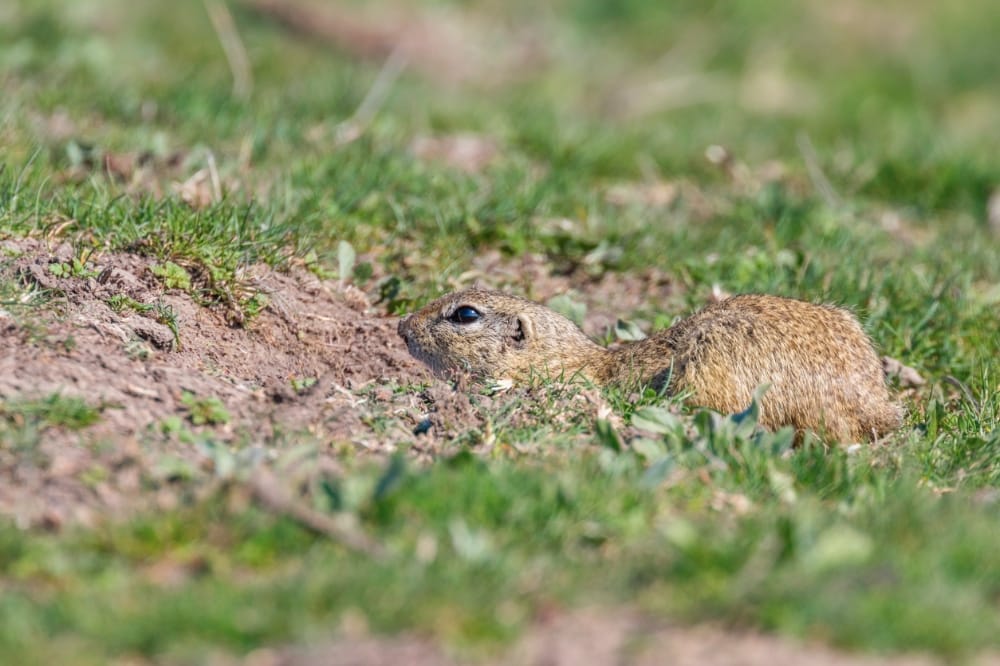 gopher problem gopher problem
