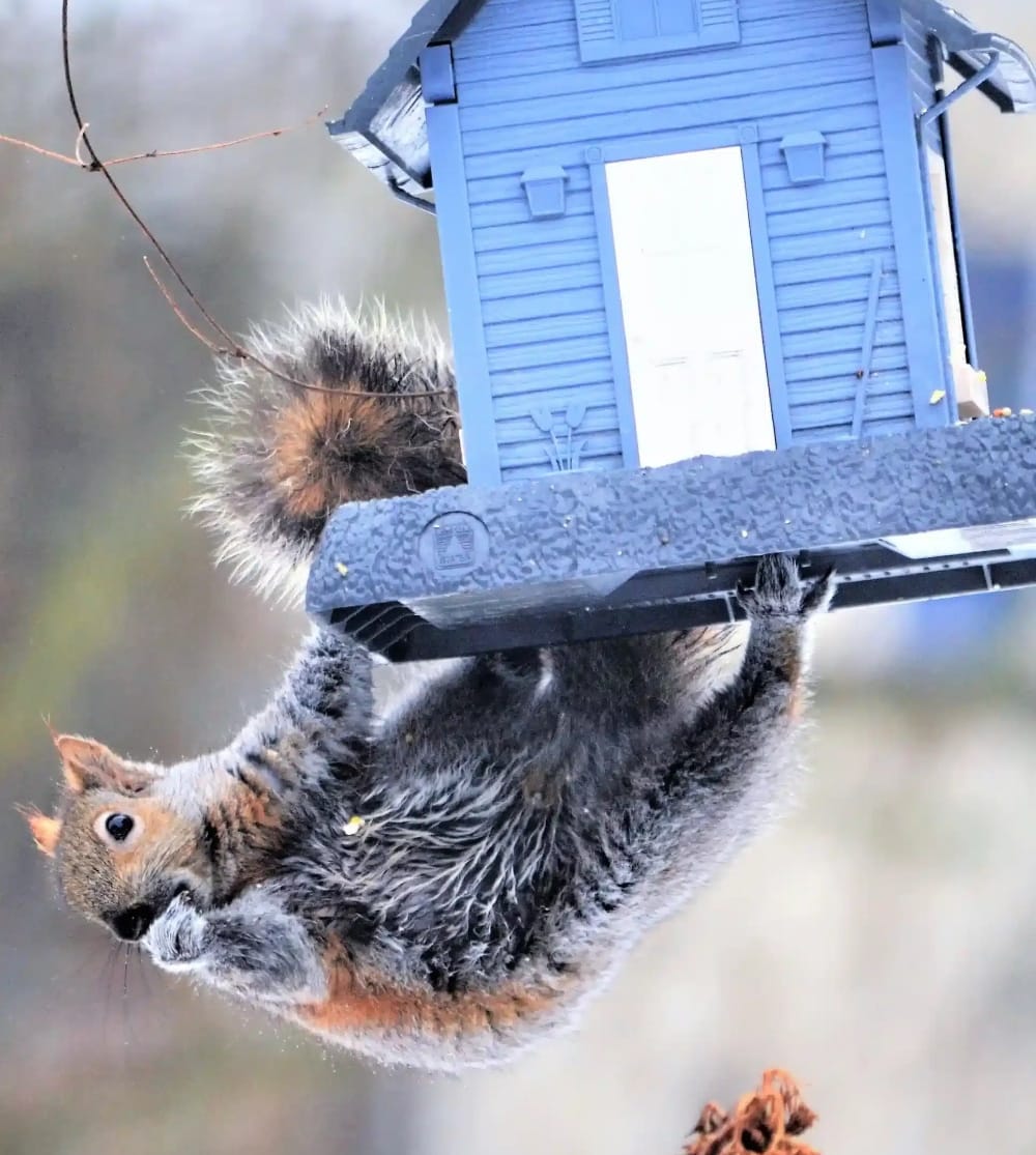 squirrel-removal-in-calgary squirrel removal in calgary
